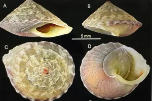 Phát hiện một loài ốc mới ở hang động lớn nhất thế giới