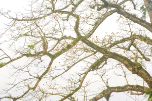 Chiêm ngưỡng vẻ đẹp Cây di sản Việt Nam duy nhất ở Quảng Bình