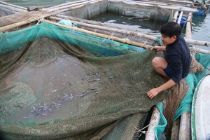 Hiện tượng lạ khiến cá nuôi lồng trên biển ở Quảng Bình chết la liệt