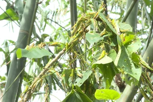 Châu chấu phá hoại hơn 7 héc-ta cây luồng lấy măng của người dân Quảng Bình