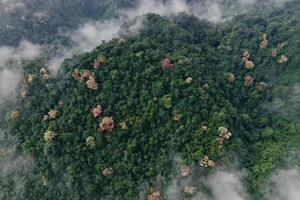 Rừng cây Trường Nhãn ở Phong Nha - Kẻ Bàng 'thay áo' đón Tết