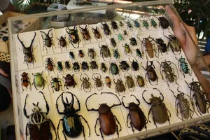 Các bạn trẻ nói về thú chơi bọ cánh cứng độc đáo