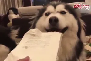 Mặt lố của cún yêu khi bị phạt