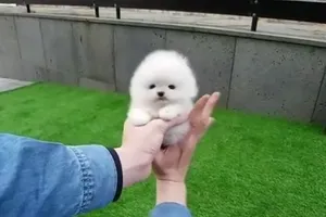 Đây là chú cún hay cục bông?