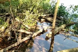 Clip: Phá trộm rừng phòng hộ làm đường