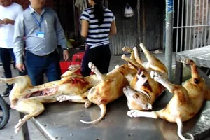 Clip: Chó xà mâu, chó trúng bả thành thịt ngon!