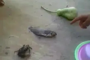 Độc đáo trò chơi bầu cua có một không hai