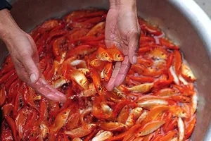 Dự báo giá cá chép sẽ tăng mạnh trước ngày cúng ông Táo