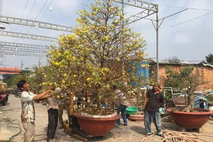 Vườn mai thu tiền tỉ nhờ đầu tư nhà kính