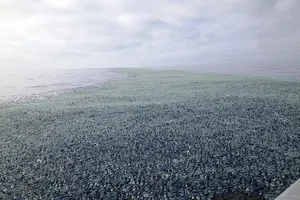 Hàng tỉ sinh vật lạ "tấn công" bờ biển nước Mỹ