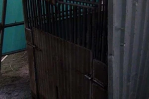 Bé trai bị gấu nuôi cắn đứt lìa tay