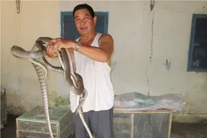 Trung Quốc ngưng mua, nông dân miền Tây lao đao vì rắn