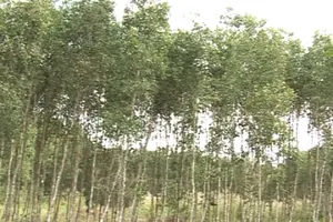 Bắt hai nghi can giết bạn gái, đốt xác phi tang