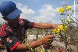 Nhà vườn khóc ròng khi hoa mai đua nhau nở sớm