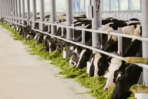 28 chuyến bay đặc biệt vận chuyển bò về Việt Nam