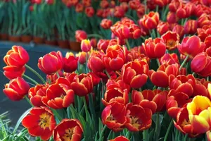 'Lạc lối tại Hà Lan' ở Vinpearl Nha Trang