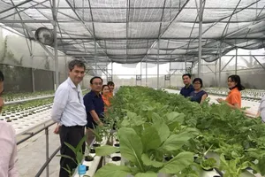 Rau thủy canh Meko-Farm, vì sức khỏe cộng đồng