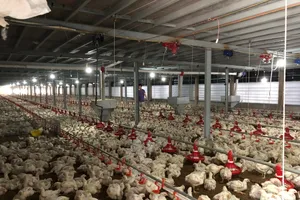 Kỳ công nuôi gà “máy lạnh” xuất khẩu sang Nhật Bản