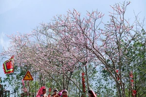 Xứ sở hoa đào đẹp ngẩn ngơ ngay tại miền Bắc