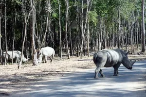 Tê giác con đầu tiên chào đời tại Vinpearl Safari Phú Quốc