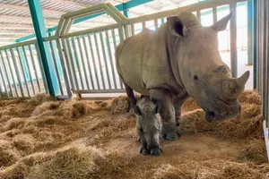 Vinpearl Safari Phú Quốc đón 2 cá thể tê giác chào đời