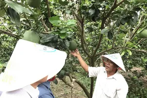 Bayer hỗ trợ 80.000 nông hộ ứng phó COVID-19, hạn mặn