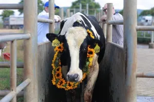 TH nhập khẩu đàn bò sản lượng và chất lượng sữa cực tốt