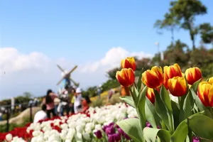 Triền hoa tulip đẹp ngỡ ngàng trên đỉnh núi Bà Đen Tây Ninh