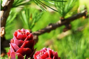 Di chứng tim mạch hậu COVID-19: Làm sao để giảm nhẹ?