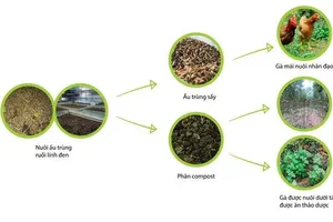 ‘Biến’ rác thải hữu cơ thành gà và trứng gà