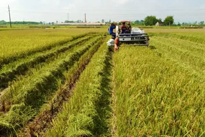 VietinBank đẩy mạnh cho vay thu mua, kinh doanh thóc, gạo