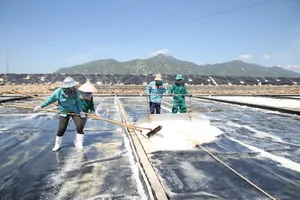 Hành trình nâng cao giá trị hạt muối Ninh Thuận