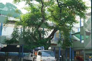 Công ty Cây xanh phản hồi việc chăm sóc cây ở trường Bạch Đằng