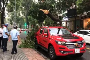 TP.HCM rà soát hệ thống cây xanh trên đường phố