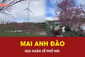 Mai anh đào gọi xuân về phố núi