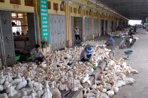 Lo ngại dịch cúm tràn vào Việt Nam