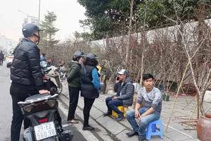 Giá đào Tết tăng cao do thời tiết, người dân đắn đo xuống tiền