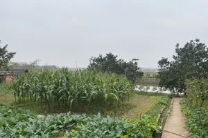 Giảm 70% tiền sử dụng đất khi chuyển đổi: Gỡ gánh nặng nhưng cần quản lý chặt