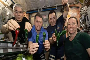 Các phi hành gia thu hoạch ớt trồng ở Trạm vũ trụ quốc tế hôm 5-11. Ảnh: NASA