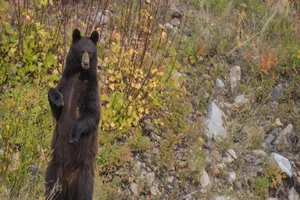VIDEO: Tay không chiến đấu với gấu xông vào nhà 