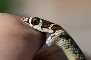 Bị rắn cắn vào môi, bé gái 2 tuổi…cắn chết luôn con rắn 