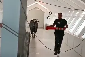 VIDEO: Nhân viên ngân hàng giăng bẫy bắt bò chạy vào làm loạn trụ sở