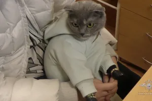 VIDEO: Bị bắt vì vận chuyển ma túy bằng...mèo tại Nga 