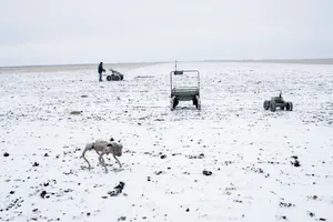 Độc lạ 'lực lượng' ngựa và lừa của Nga trên chiến trường Ukraine
