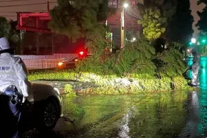 Bão Nanmadol đổ bộ vào đảo Kyushu gây đổ ngã cây lớn trên đường. ẢNH: KYODO NEWS