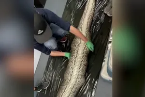 Con trăn Miến Điện dài khoảng 5,5 m đã ăn thịt một con cá sấu dài hơn 1,5 m. Nguồn: FOX WEATHER