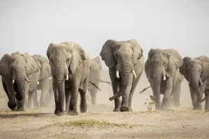 Botswana dọa 'gửi tặng' 20.000 con voi cho Đức, nguyên do gì?