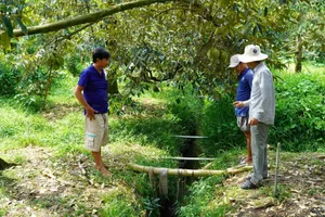 Xâm nhập mặn gia tăng, người dân lo không còn nước để tưới cho cây trồng. Ảnh: ĐÔNG HÀ