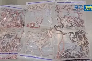 VIDEO: Giấu hơn 100 con rắn trong quần qua cửa hải quan