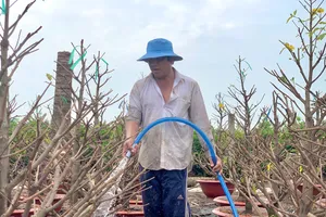 'Không ngờ bán mai online lại dễ tiếp cận khách hàng dịp Tết hơn'